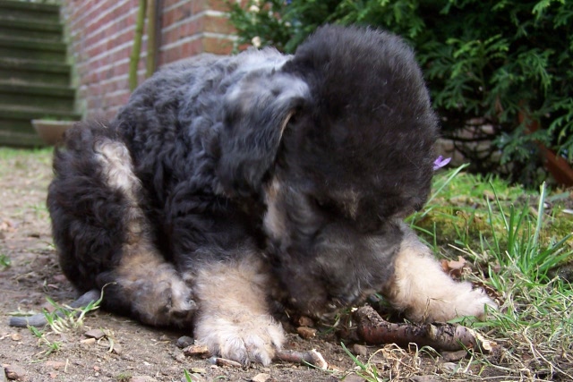 Ar-cen-ciel Arlequin 24.02 (9).JPG